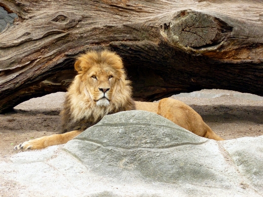 Foto Natura maschio animali selvatici zoo