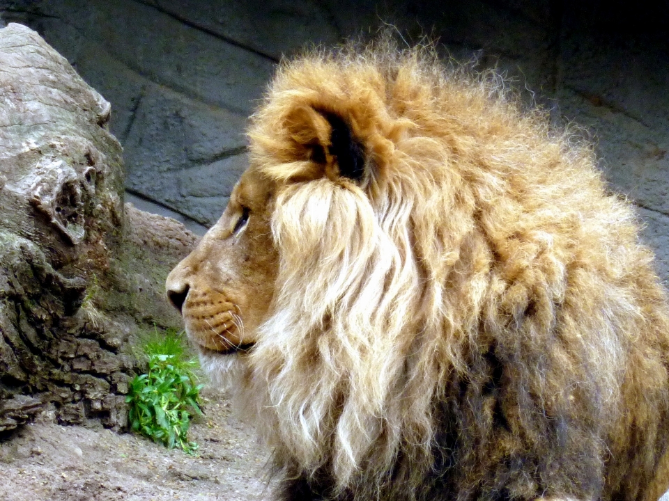 自然 動物 男 野生動物