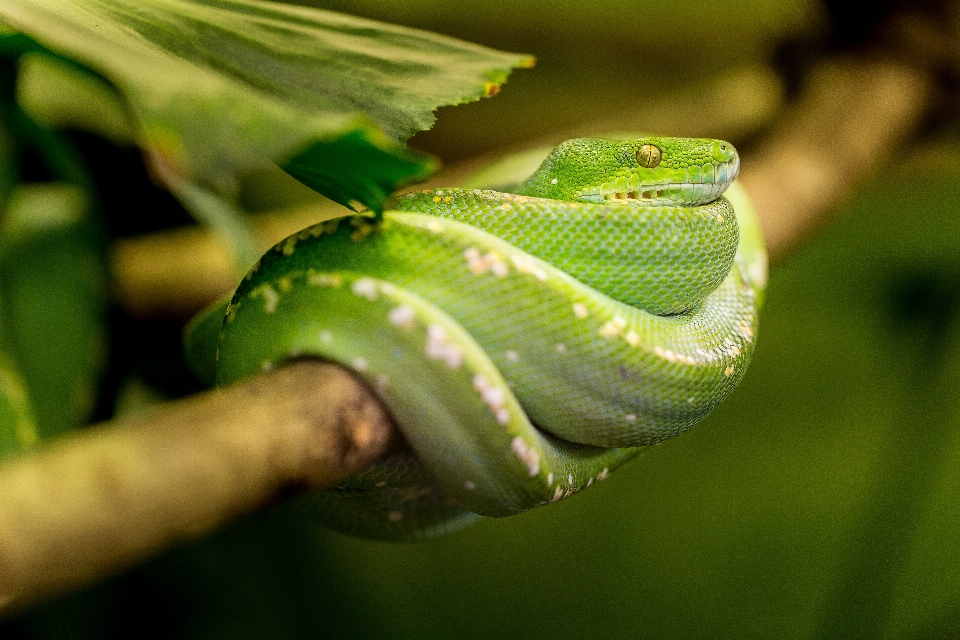 Nature leaf animal zoo