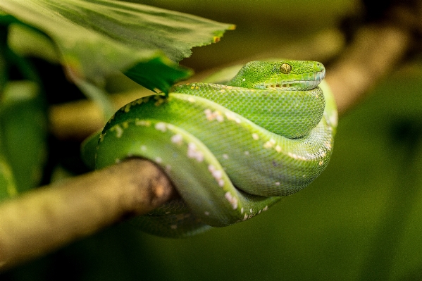 Foto Natureza folha animal jardim zoológico