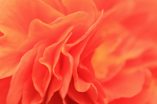 Blossom plant flower petal Photo