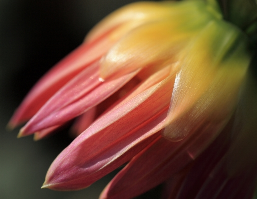 Blossom plant photography leaf Photo