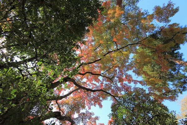 Tree branch plant leaf Photo