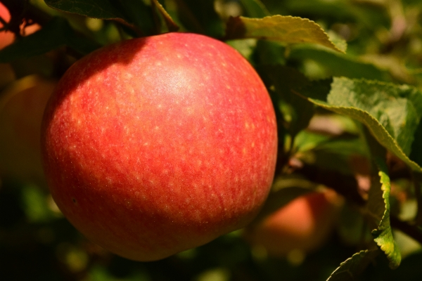 Apple tree branch plant Photo