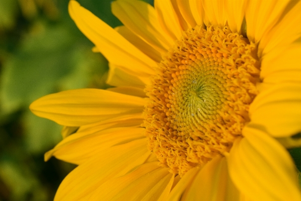 Blossom plant field flower Photo