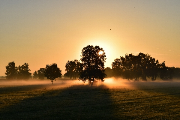 Landscape tree nature horizon Photo