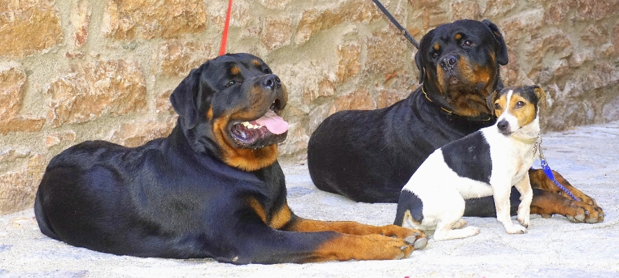 黒と白
 白 子犬 犬 写真