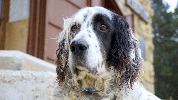 黒と白
 白 犬 動物 写真