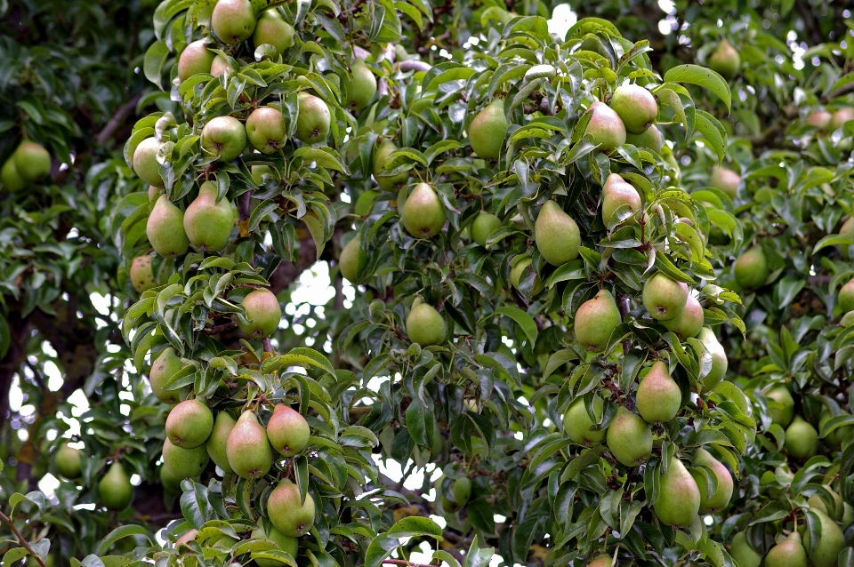 árbol naturaleza rama planta