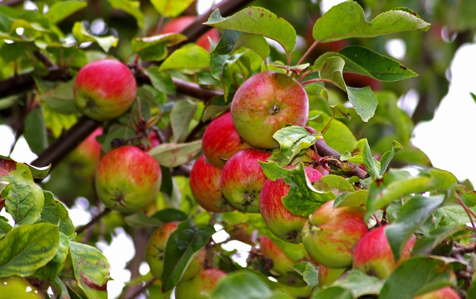 Apple 木 自然 ブランチ