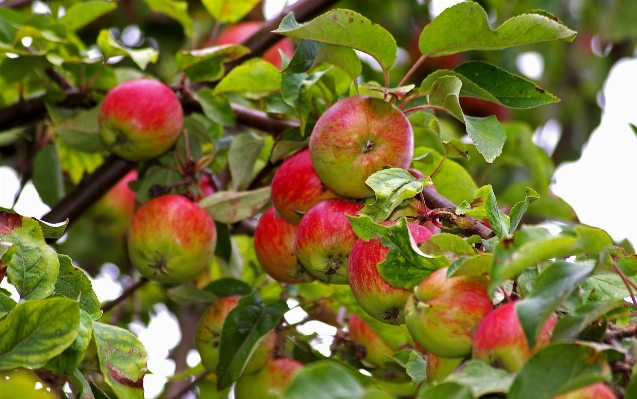 Apple tree nature branch Photo