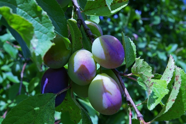 Tree nature branch plant Photo