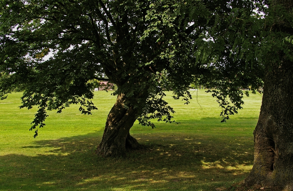 Landscape tree nature forest