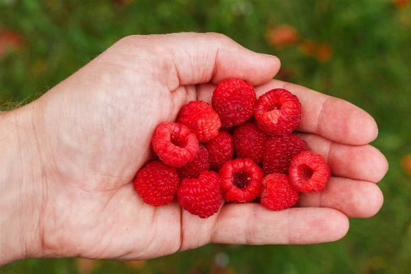 Nature plant sun raspberry Photo