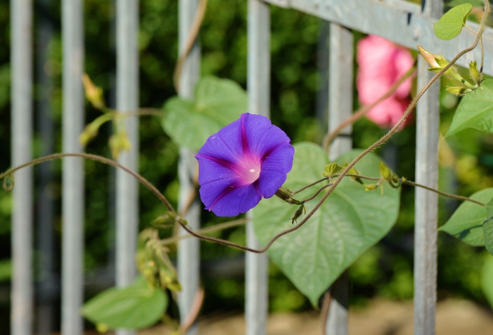 自然 花 植物 葉