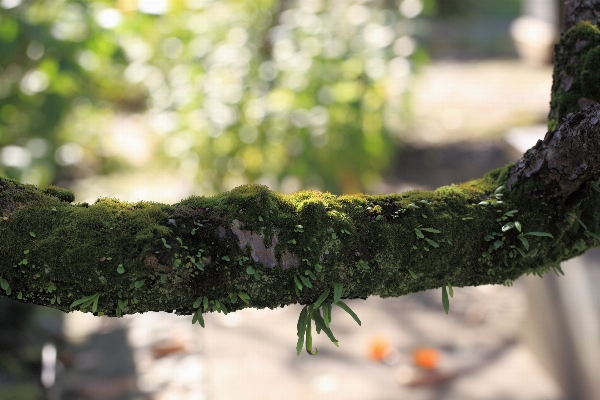 Tree nature forest grass Photo