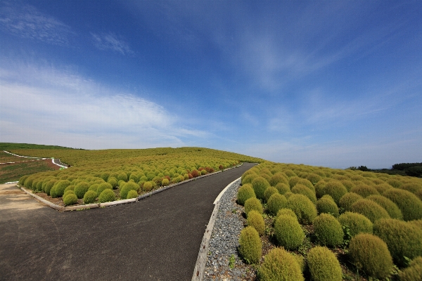 Landscape sea coast tree Photo