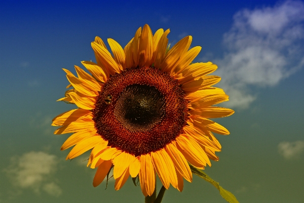 Blossom plant sun field Photo