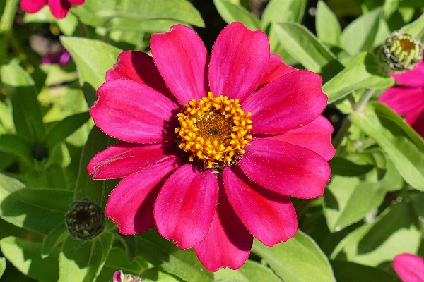 Blossom plant flower petal Photo