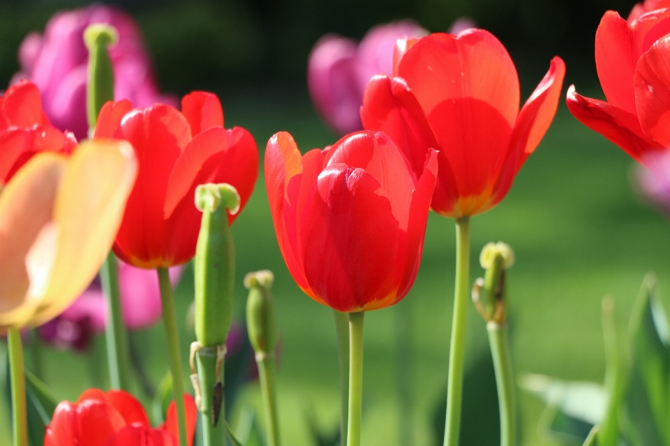 Plant flower petal tulip