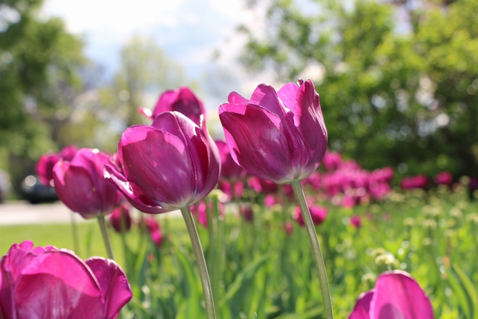 Fiore pianta petalo tulipano