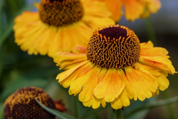 Nature blossom plant flower Photo