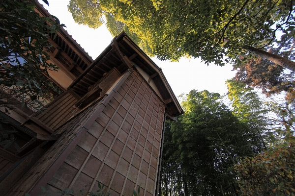 Tree architecture house roof Photo