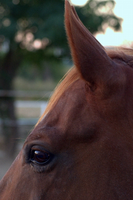 Animal wildlife horse mammal