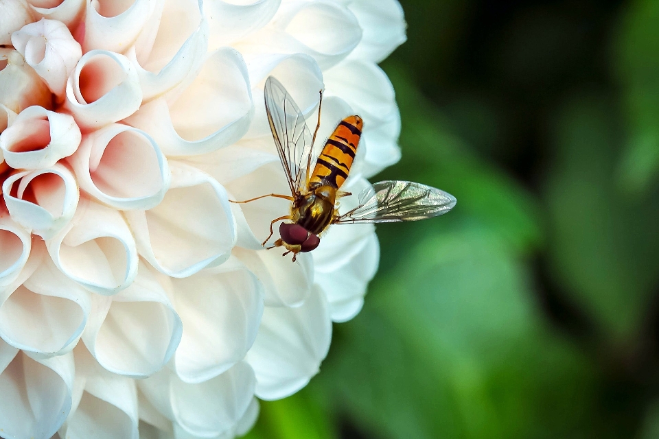 Nature fleurir usine blanc