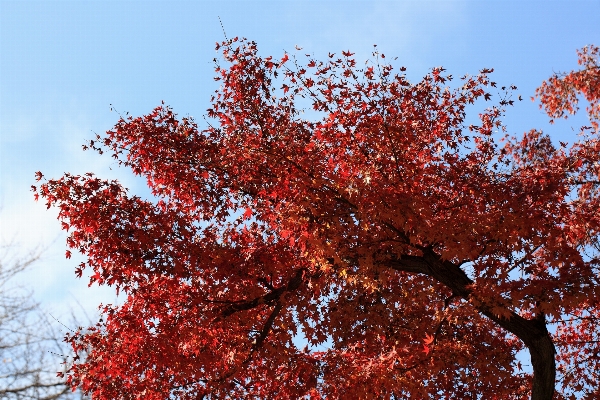 Tree branch plant sky Photo