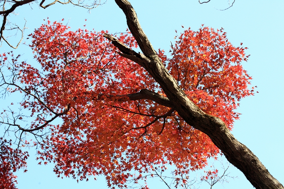 Tree nature branch blossom