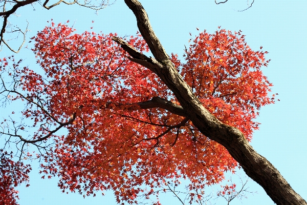 Foto Pohon alam cabang mekar