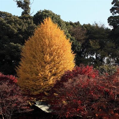 Tree plant leaf flower Photo