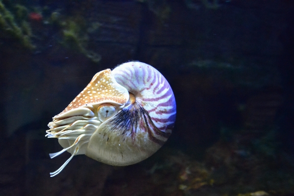 Sea ocean underwater biology Photo