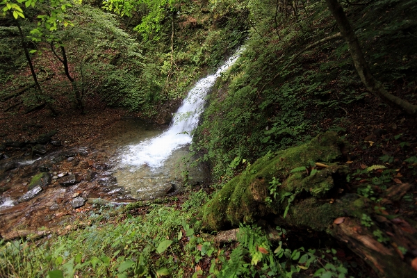 Forest waterfall wilderness trail Photo