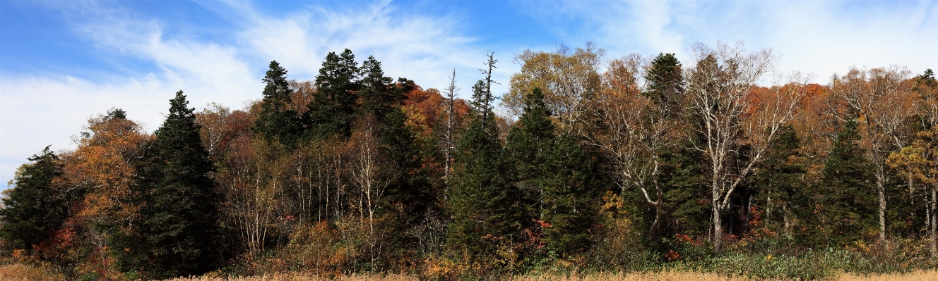 Landscape tree forest grass Photo