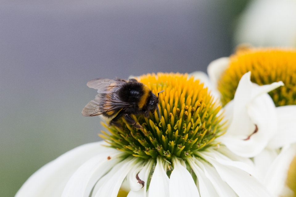 Natur blüte anlage fotografie