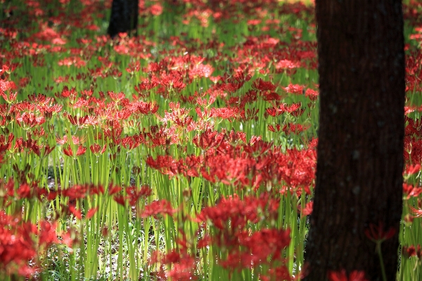 Tree blossom plant meadow Photo