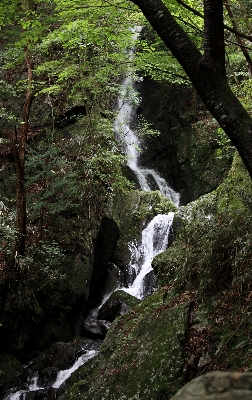 Foto Pohon air alam hutan