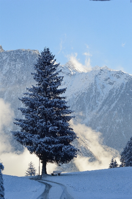 Albero montagna nevicare inverno