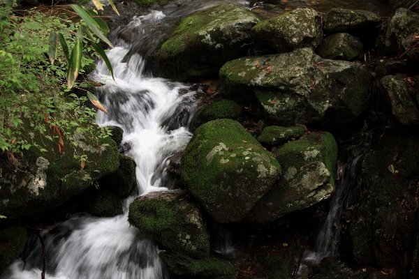 Water nature forest rock Photo