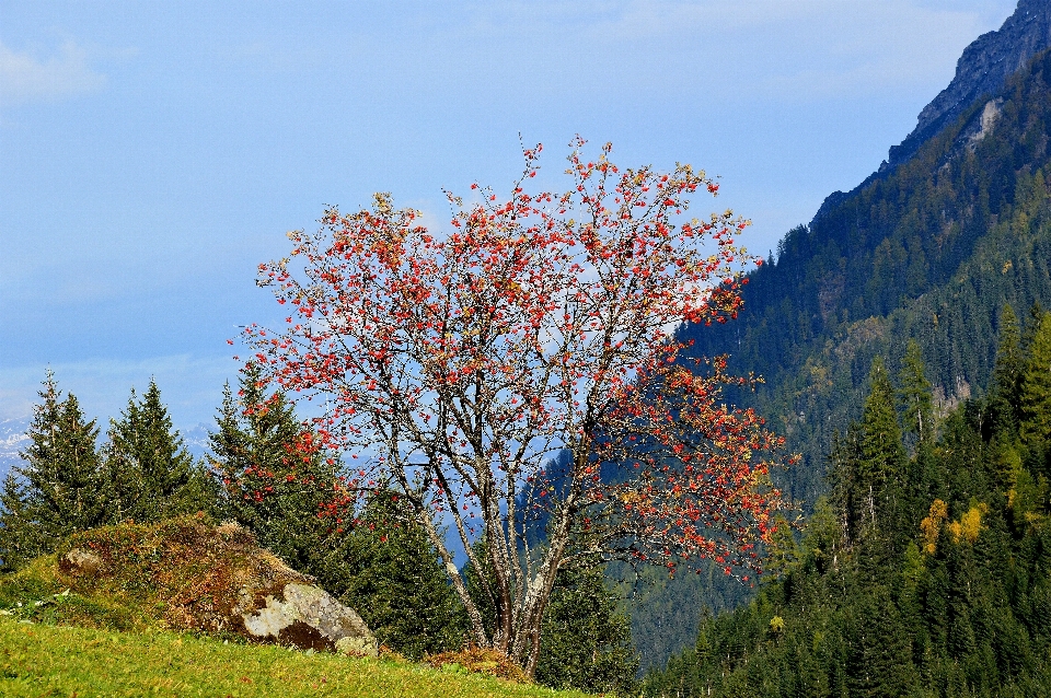 Baum natur blüte berg