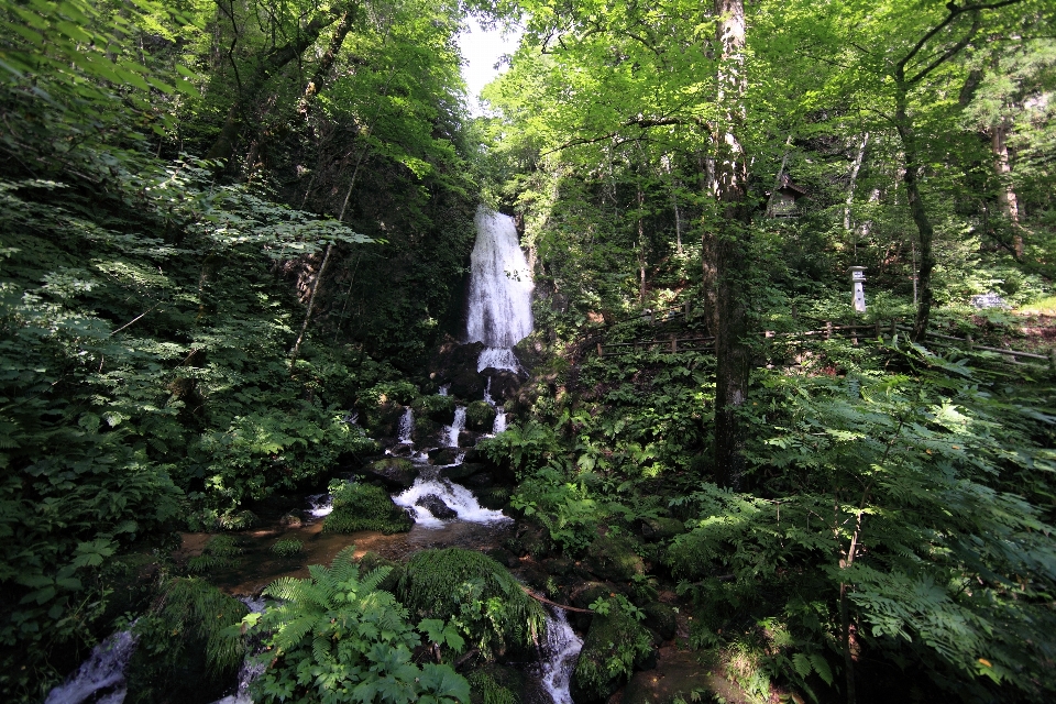 Arbre forêt cascade marécages
