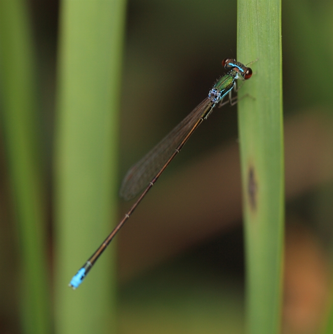 Nature swamp wing green