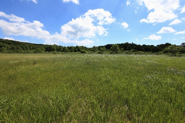 Landscape grass horizon marsh Photo