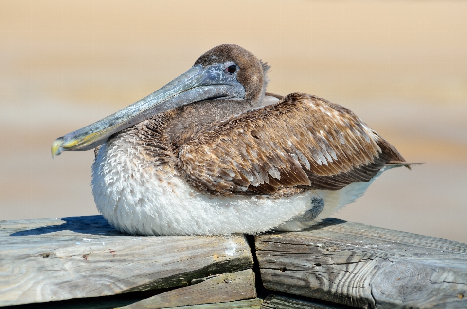 Coast water nature bird