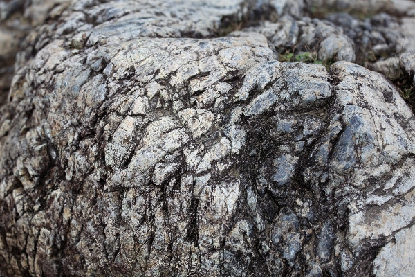 木 rock 植物 トランク 写真