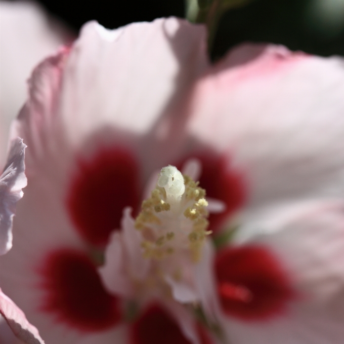 Florescer plantar flor pétala