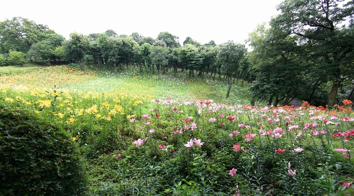 植物 分野 芝生 草原
 写真