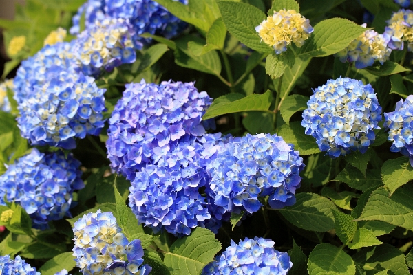 Plant flower high hydrangea Photo